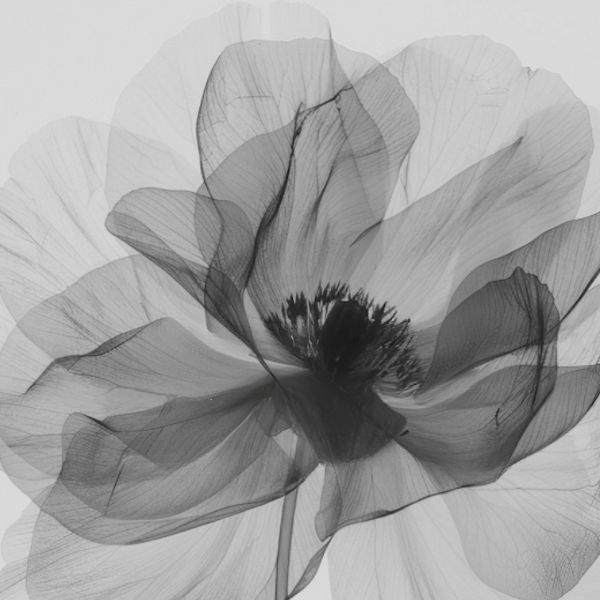 Menú Efimer Primavera | Restaurant Nuara